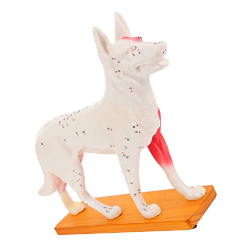 iplusmile Kids Educational Tools - Dog Anatomy Model, Animal Anatomical Learning Kit for Students | STEM Science Classroom Teaching Aid, Homeschooling Supplies & Kids Room Decor
