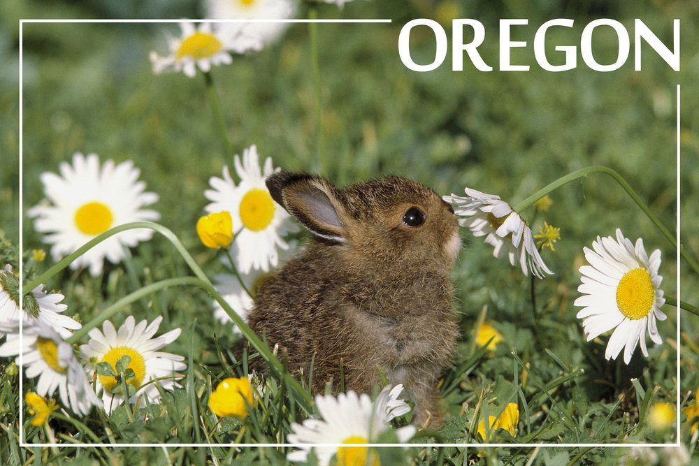 Premium Baby Cottontail Rabbit Metal Wall Art - 12x18 Inch Oregon Wildlife Aluminum Decor for Nursery, Kids Room & Farmhouse Style Home