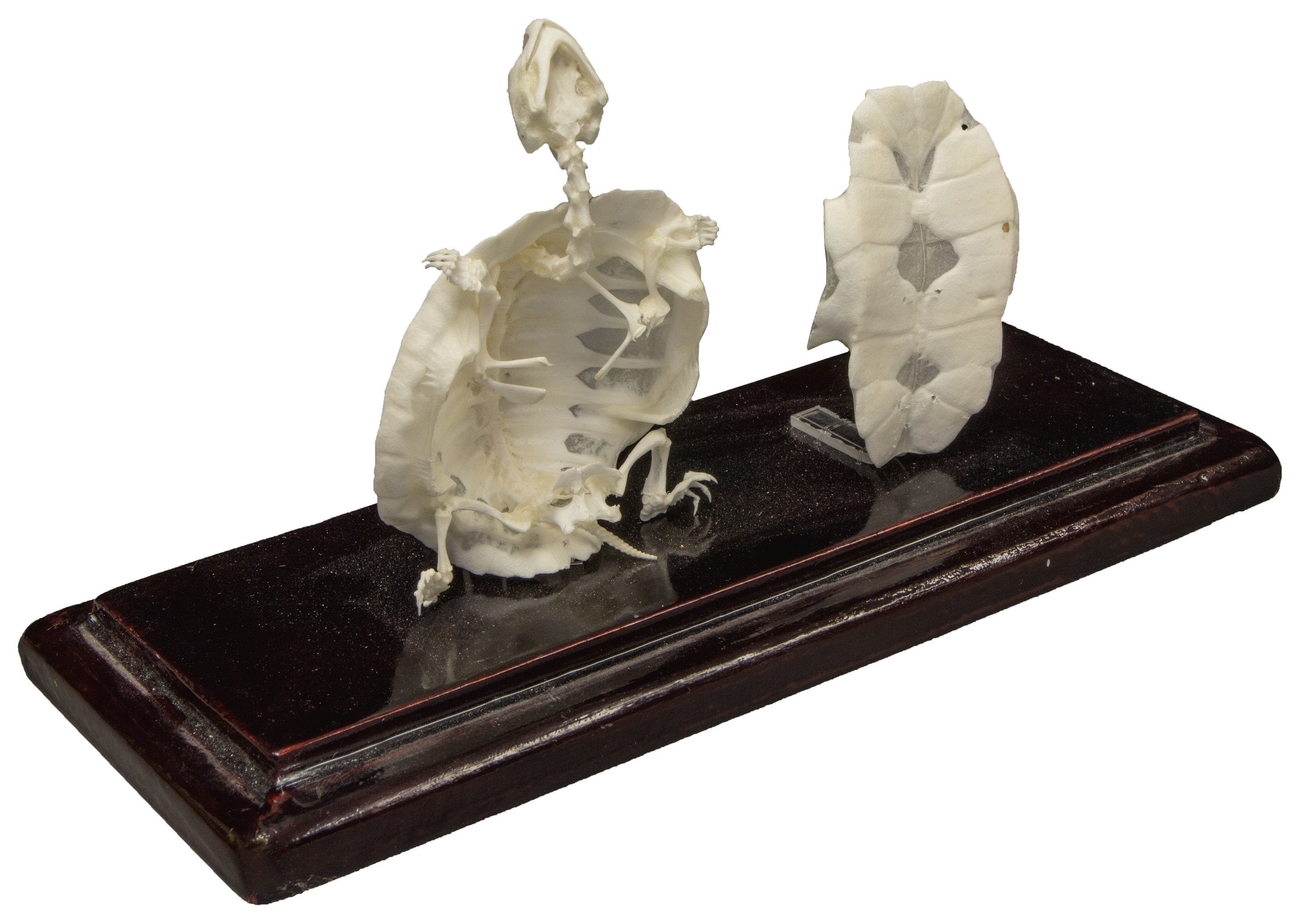 Real Turtle Skeleton Specimen Without Scutes - Educational Science Display for Classroom, Museum & Home Decoration