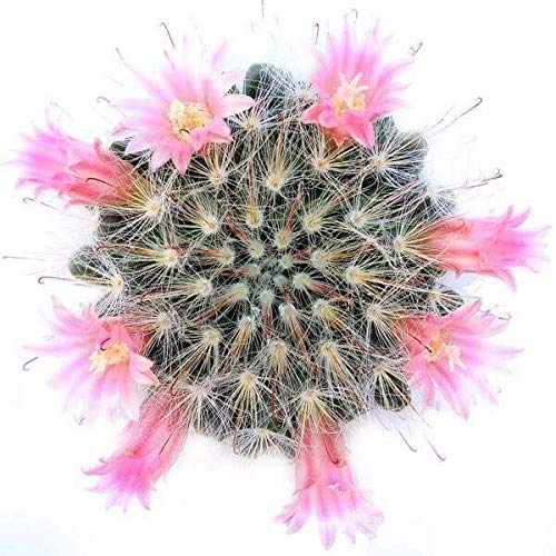 Live Cactus Plants Collection - Rare Powder Puff Cactus in 4'' Clay Pot, Hand-Selected Succulents for Home Decor & Gifts | Perfect for Office Desk, Wedding Favors, and Indoor Gardening