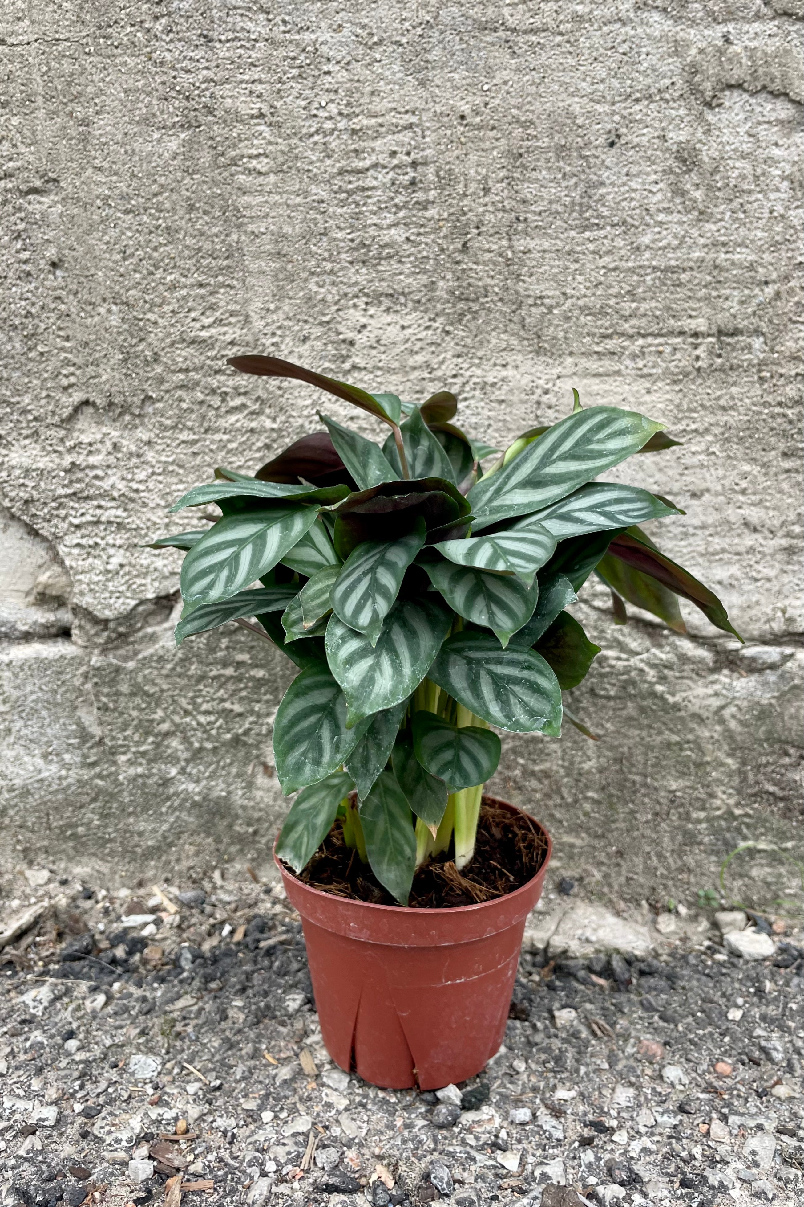 Ctenanthe Setosa 'Silver Star' - 4