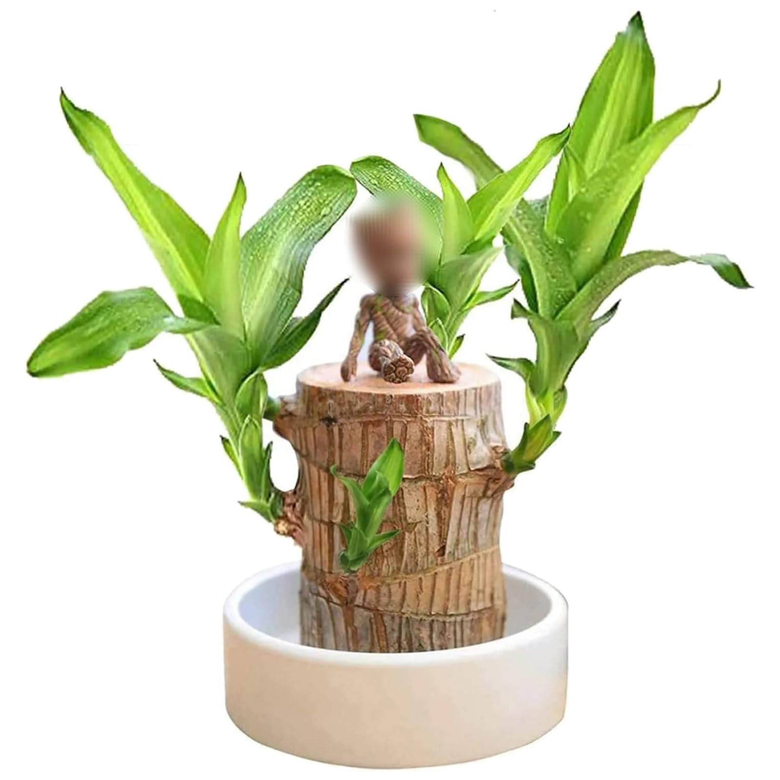 KCRPM Brazilian Lucky Wood Plant - Mini Magical Sprouting Hydroponic Indoor Plant with Groot Doll - Natural Air Purifier for Home & Office Decor - Perfect for Desk, Living Room, and Gift Giving