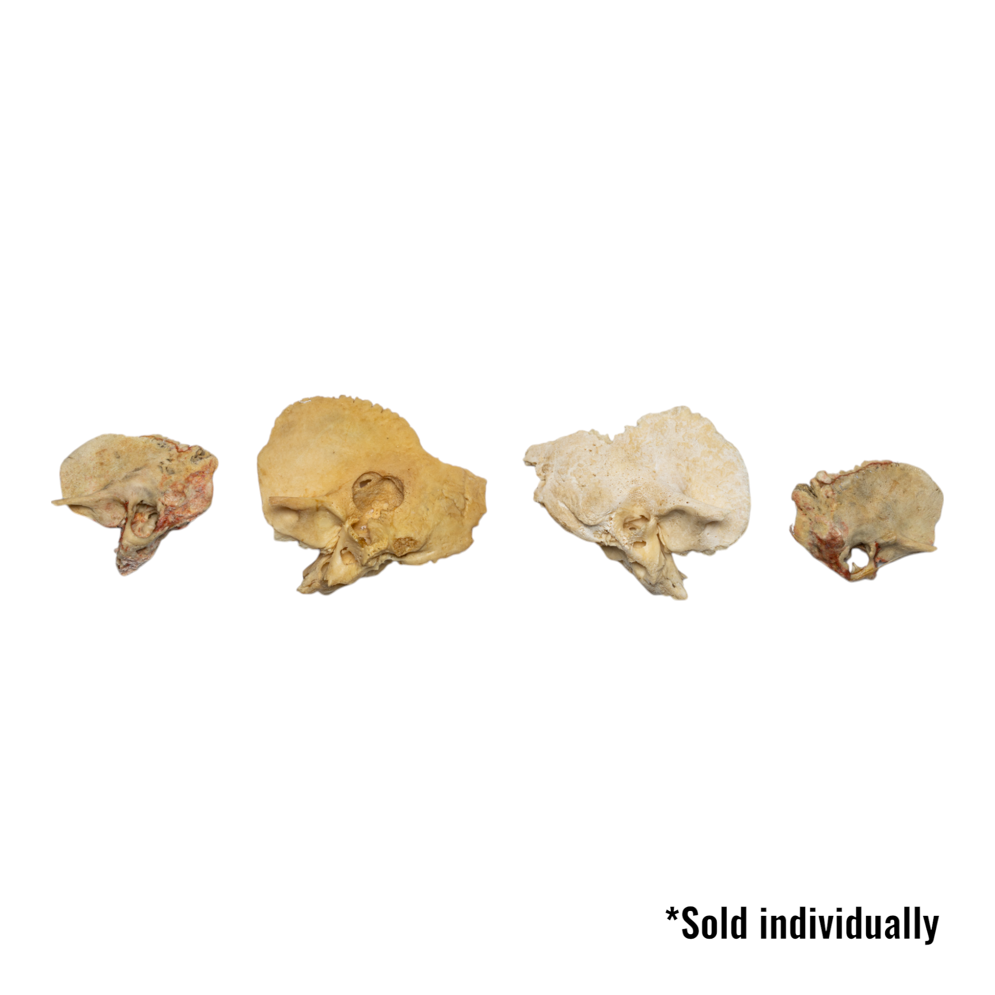 Authentic Human Child Temporal Bone Specimen - Single Piece for Medical Study, Anatomy Education & Research | Ideal for Medical Schools, Laboratories & Forensic Science