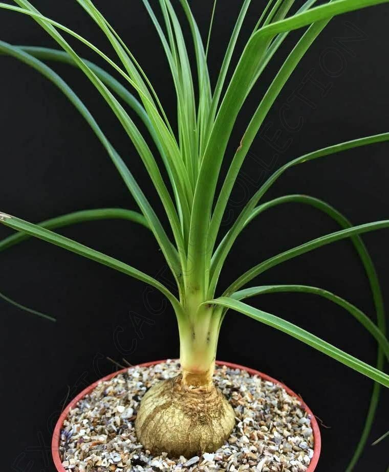 Rare Ponytail Palm Plant (Beaucarnea Recurvata) - 4