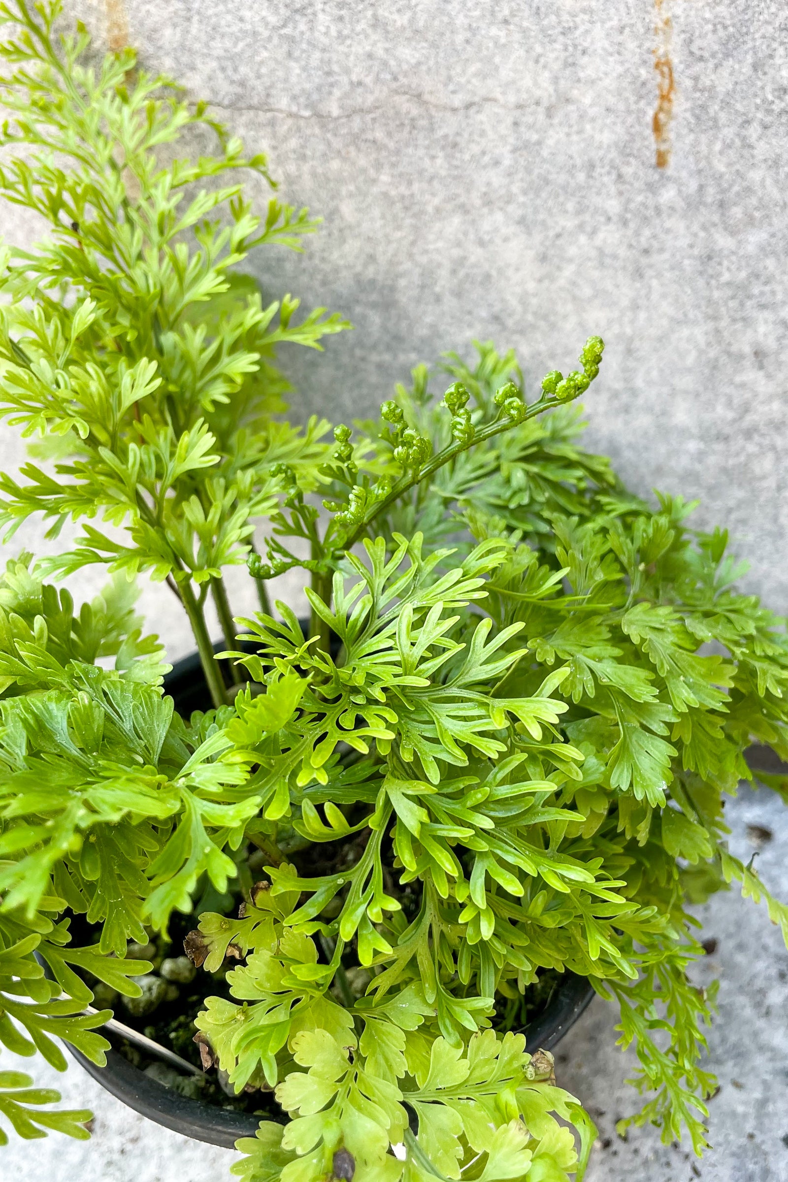 Buy Asplenium Bulbiferum Mother Fern - 4
