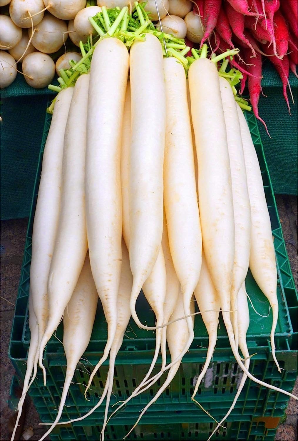 Organic Radish Seeds (Mooli/Mulangi) - Non-GMO, High Yield, 50 Count - Perfect for Home & Terrace Gardening - Grow Fresh Radishes for Salads, Pickling & Healthy Snacks