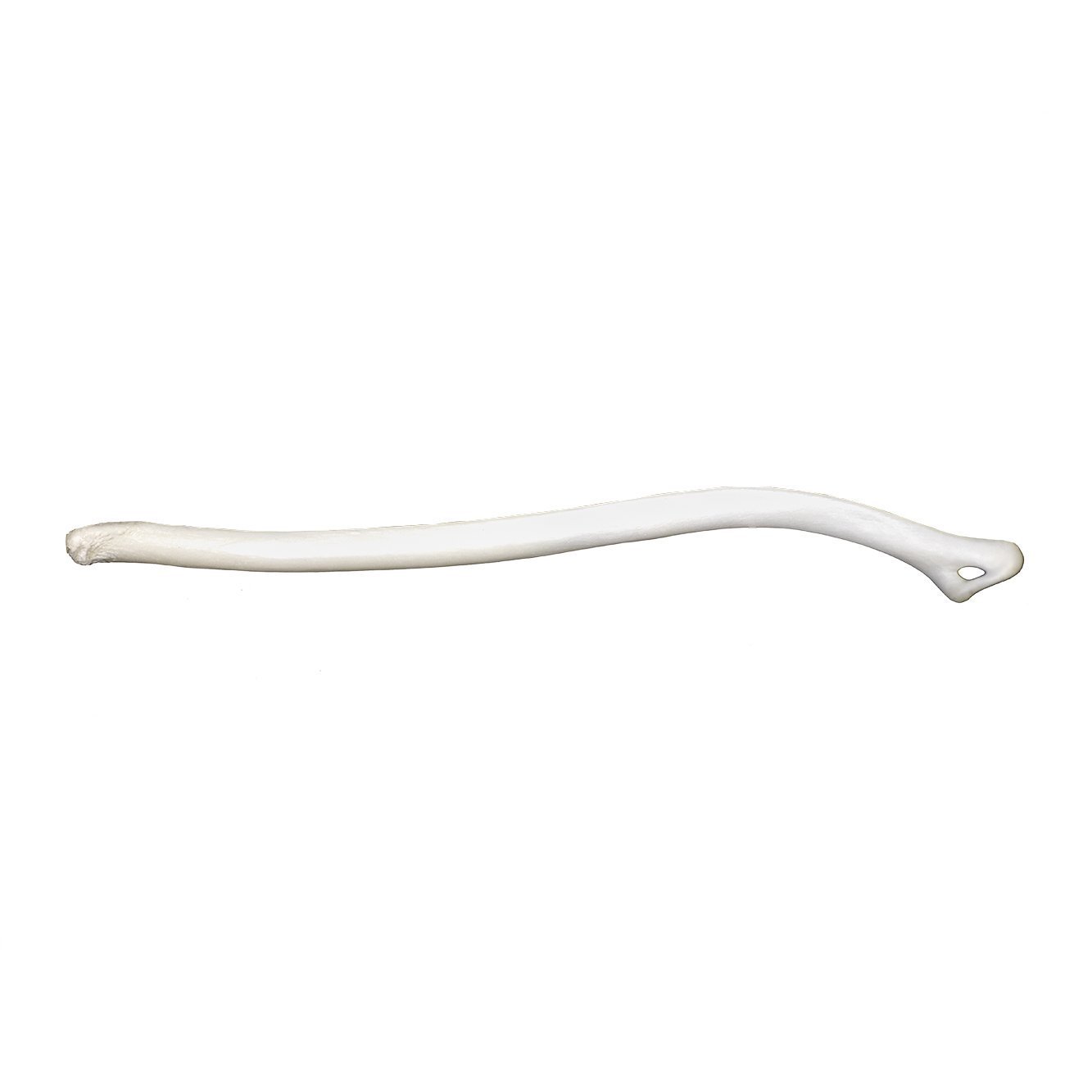Authentic Marten Baculum - Natural Dog Chew Toy for Training & Dental Health - Perfect for Aggressive Chewers & Teething Puppies - Indoor & Outdoor Use