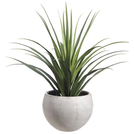 Dracaena Plant in Fiber Cement Planter - 53 Inch Tall Indoor Green Decor for Home & Office | Perfect for Living Room, Bedroom, or Workspace
