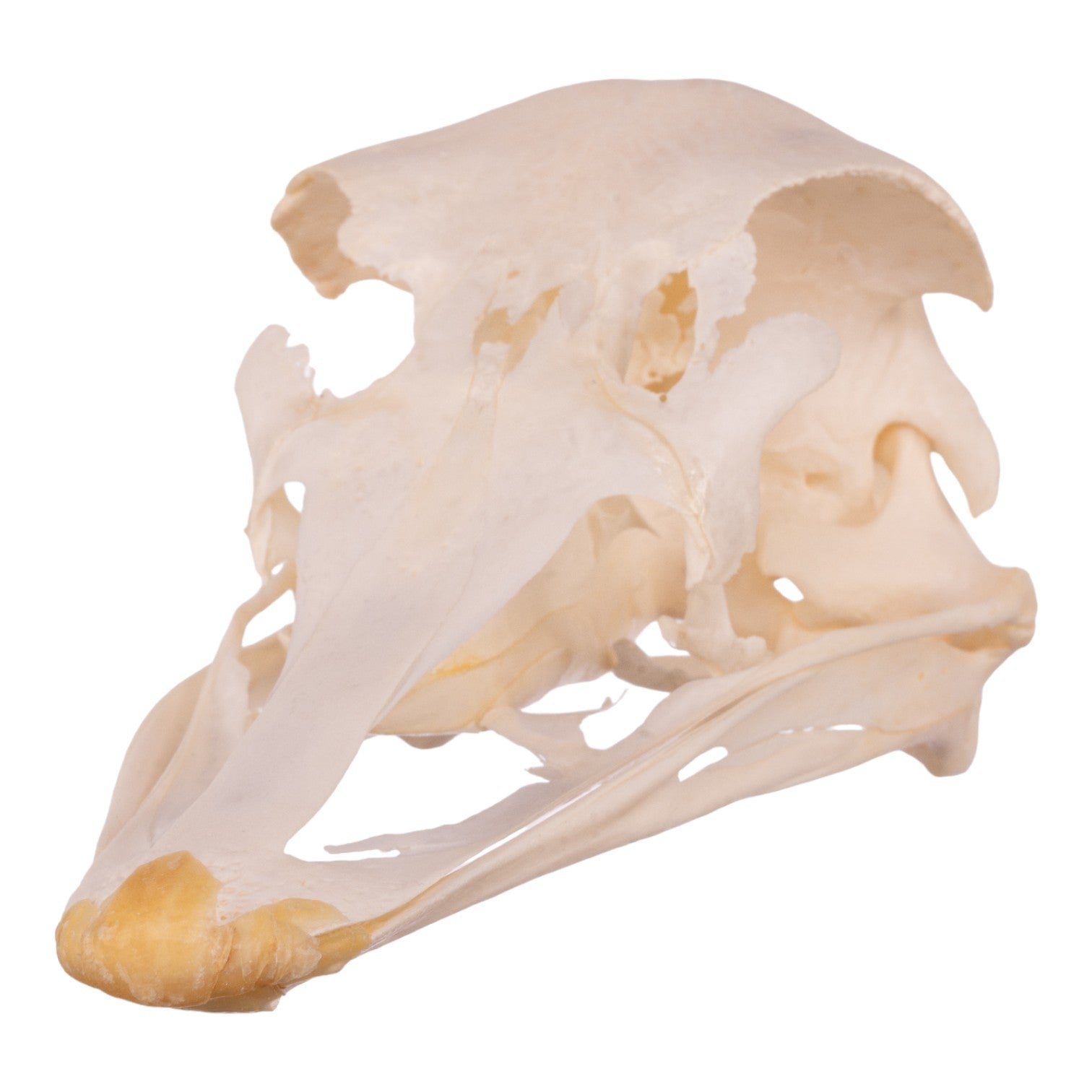 Authentic Ostrich Skull - Genuine Taxidermy Specimen for Home Decor, Gothic Decorations, and Unique Gift Ideas | Perfect for Halloween, Horror Themes, and Oddity Collections