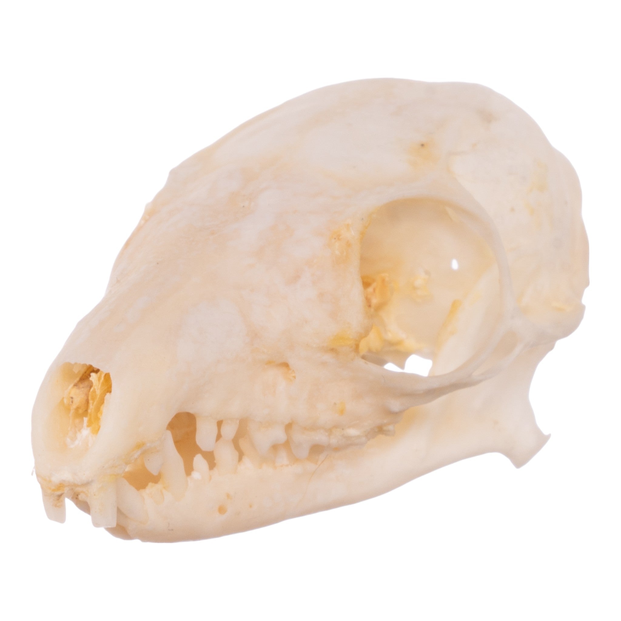 Real Tree Shrew Skull - Authentic Animal Skull Specimen for Science Education, Taxidermy & Gothic Decor | Perfect for Biology Classrooms, Oddity Collections & Halloween Displays