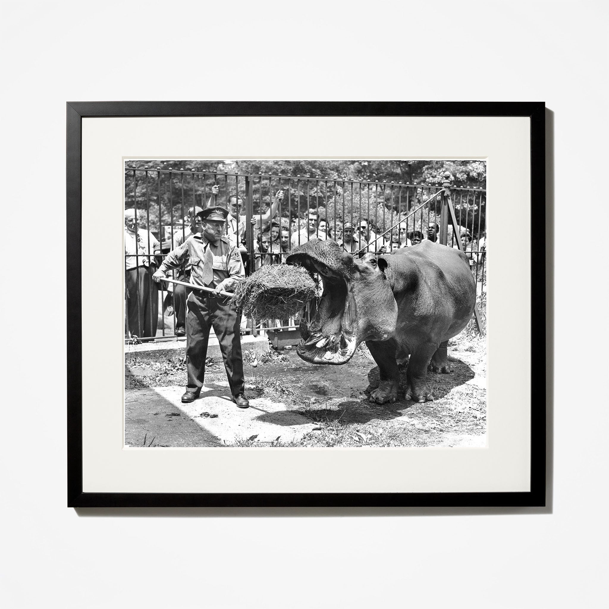 Bronx Zoo Birthday Gifts & Souvenirs - Perfect for Animal Lovers & Zoo-Themed Celebrations