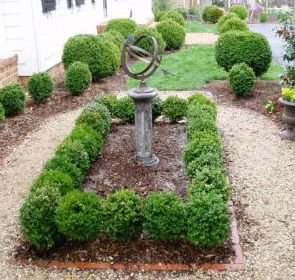 10 Live Suffruticosa Boxwood Plants in Gallon Pots by DAS Farms - Perfect for Landscaping, Hedges & Garden Borders
