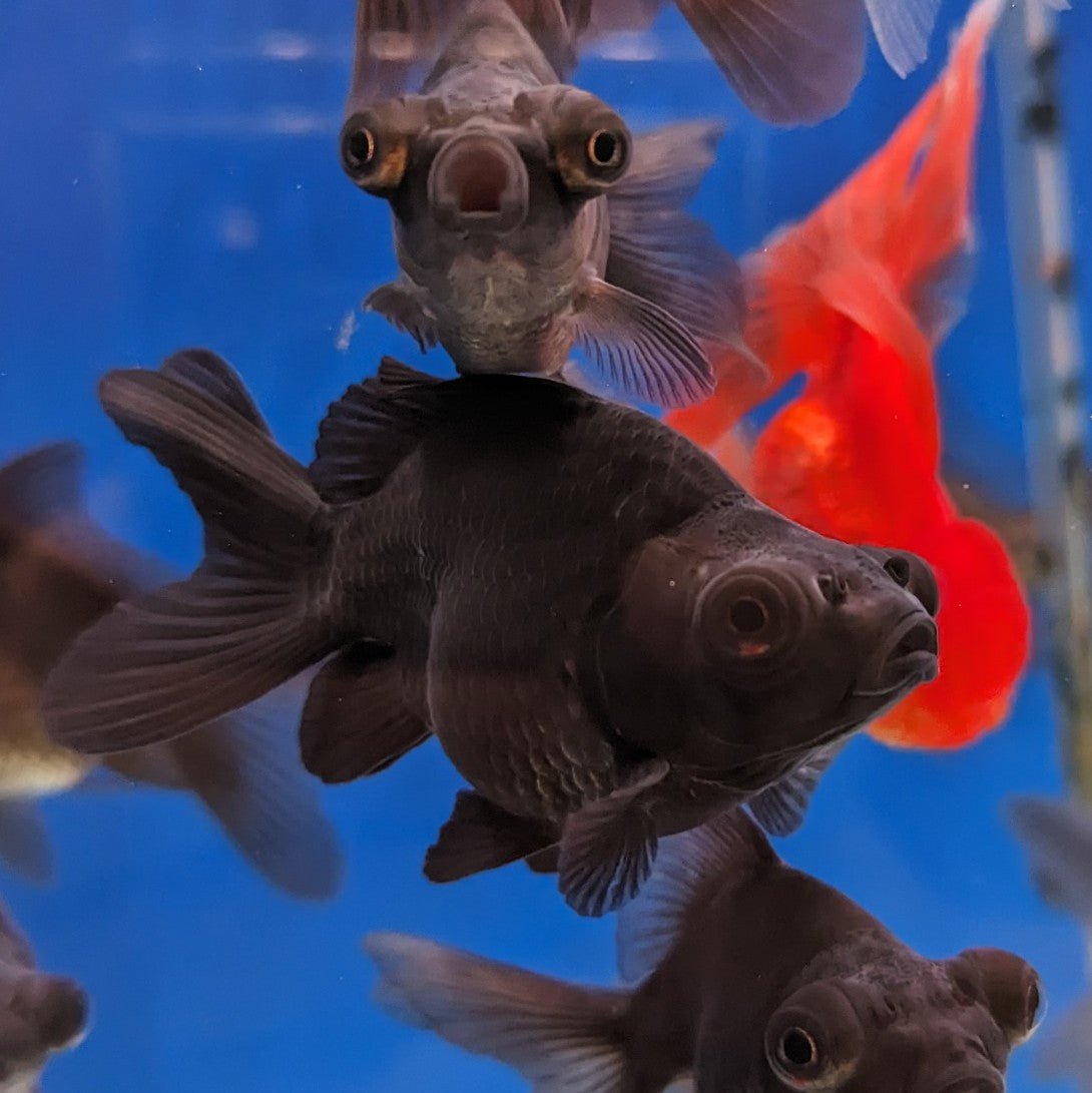 Black Telescopic Eye Goldfish - Premium Live Fish for Aquariums & Fish Tanks - Perfect for Home Aquascaping & Aquatic Pets