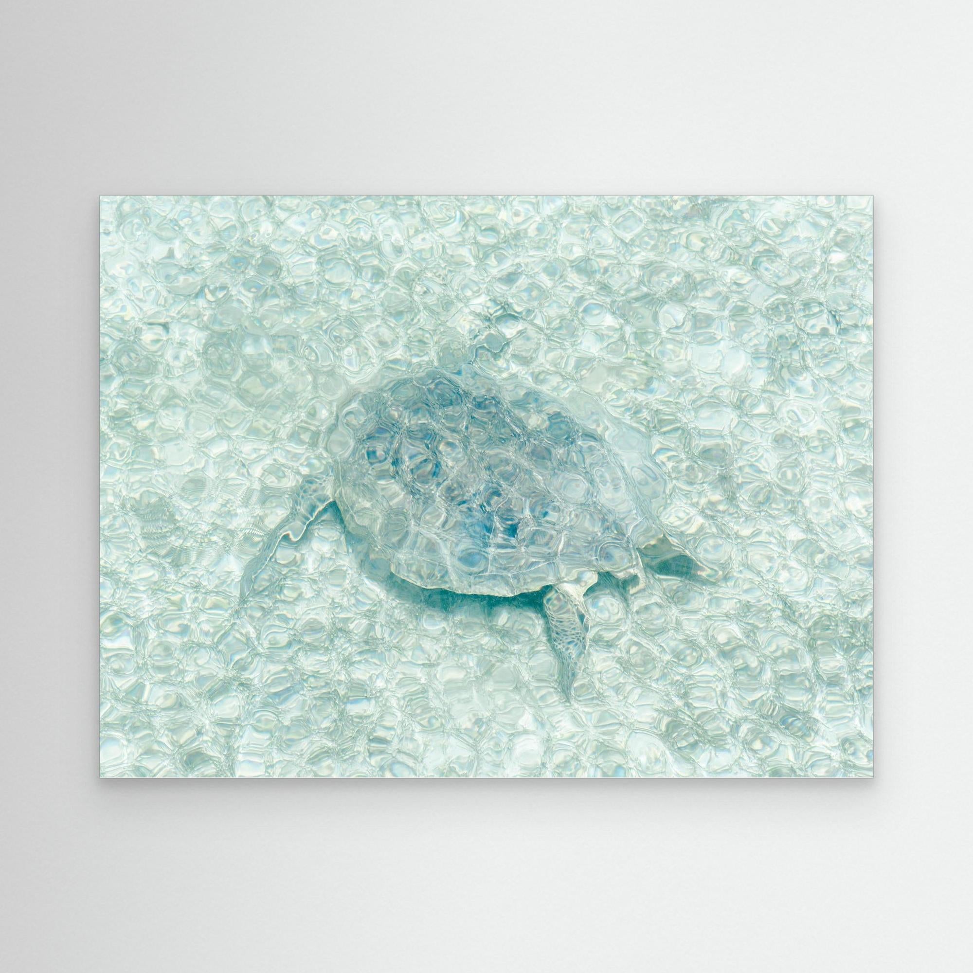 Turtle Underwater Canvas Print - Stunning Ocean Wildlife Wall Art by Photolovers - Perfect for Beach House Decor & Marine Theme Rooms