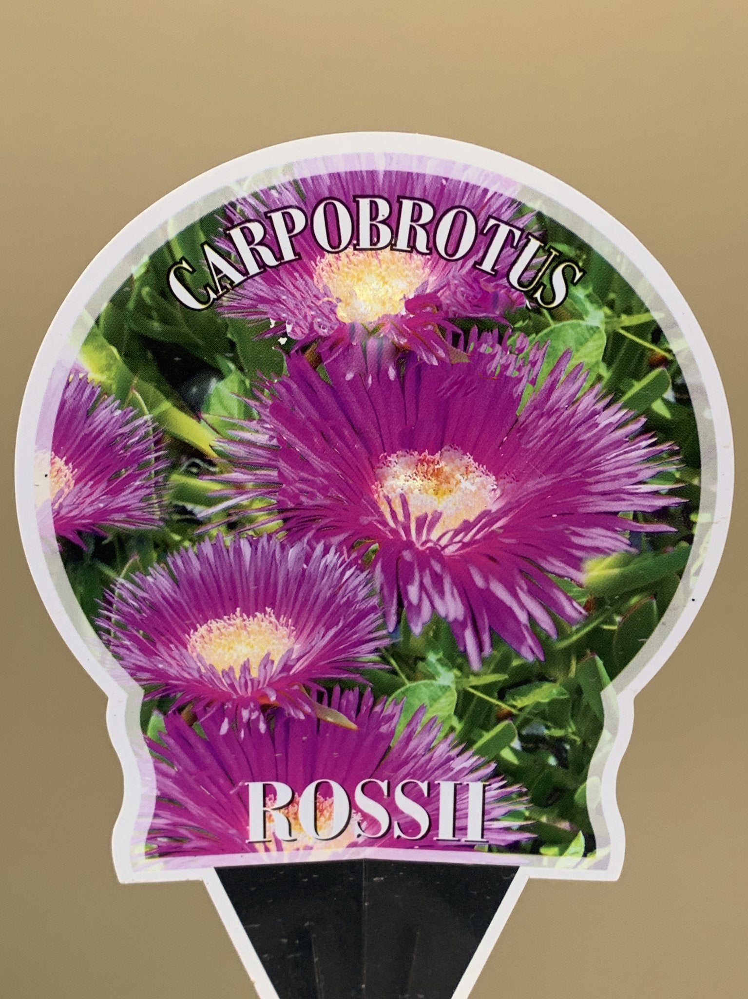 Buy Carpobrotus Rossii (Pigface) Succulent Plant - Drought-Tolerant Ground Cover for Gardens, Landscaping & Coastal Areas