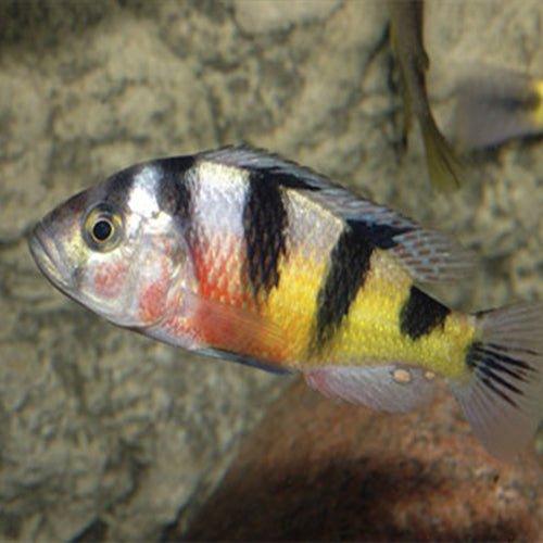 Zebra Obliquidens Cichlid (Haplochromis latifasciatus) - African Lake Victoria Cichlid Fish for Aquarium & Fish Tank Enthusiasts - Perfect for Freshwater Community Tanks & Cichlid Breeding