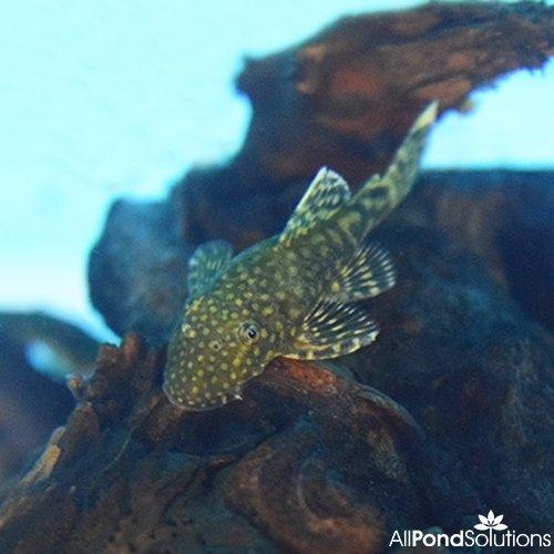 Bristlenose Pleco (Anestrus sp.) - Live Freshwater Algae Eater Fish for Aquariums & Fish Tanks | Perfect for Planted Tanks & Community Aquariums
