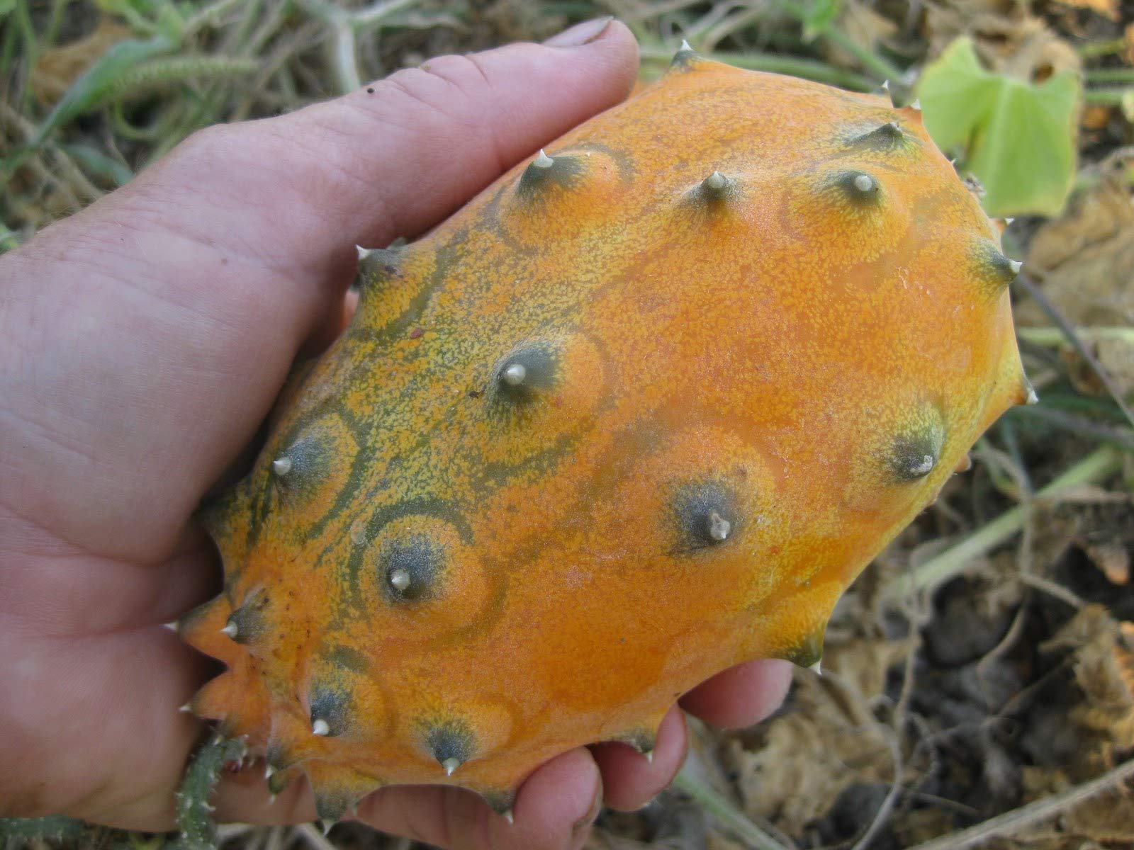 Buy 10 Jelly Melon (Kiwano/Horned Melon) Seeds - Exotic Dichondra Fruit for Home Gardening - Perfect for Salads, Smoothies & Tropical Recipes