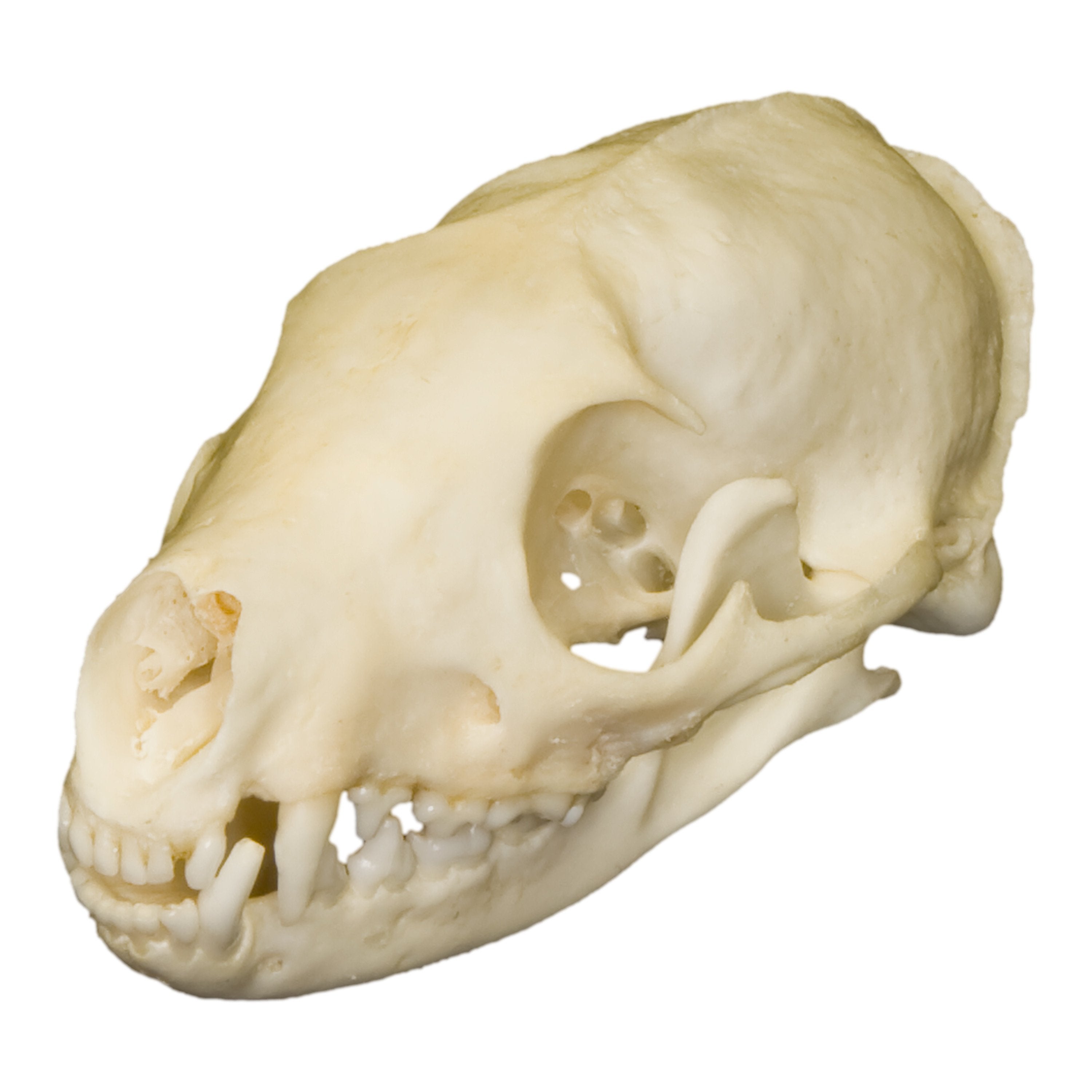 Real Flat-Headed Kusimanse Skull - Authentic Animal Skull Specimen for Taxidermy, Oddity Collections & Gothic Decor | Perfect for Halloween, Cabinets of Curiosity & Dark Academia Aesthetics