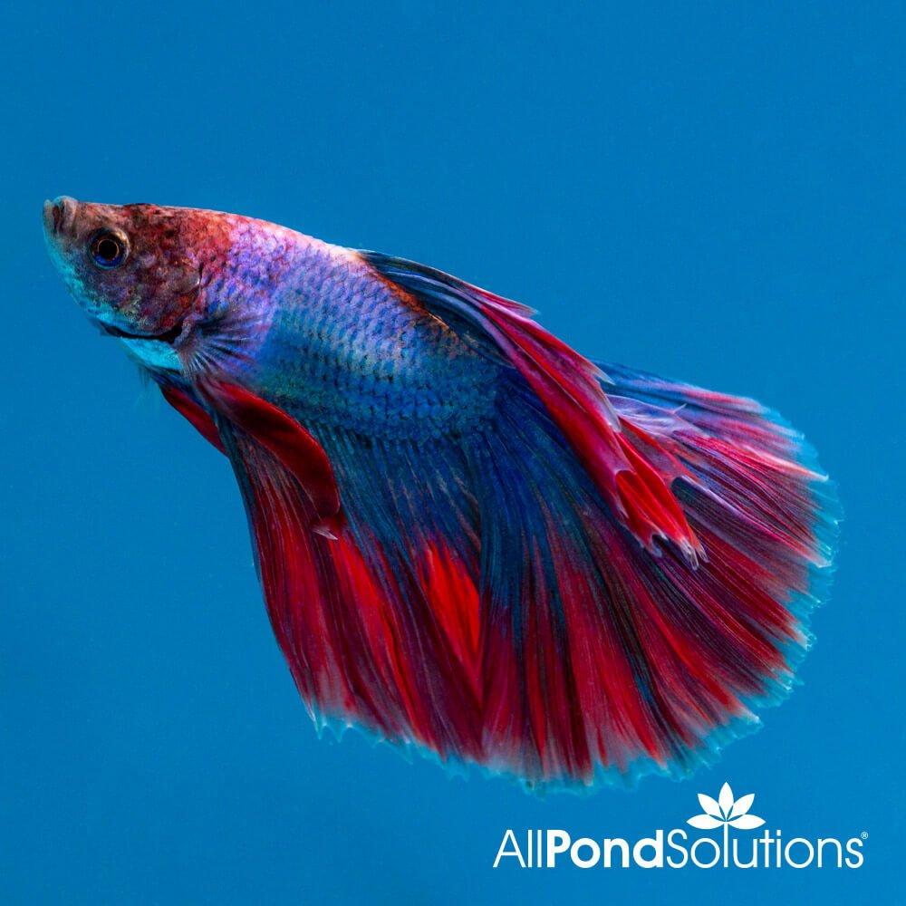 Halfmoon Combi Siamese Fighting Fish (Betta Splendens) - Live Mascot for Aquariums & Home Decor | Perfect for Fish Tanks, Office Desks & Gifts