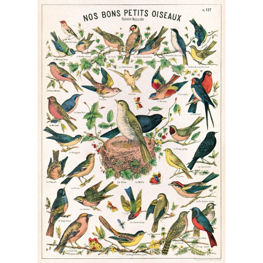 Bird Identification Chart Wrap - Waterproof & Durable Bird Watching Guide for Outdoor Enthusiasts - Perfect for Hiking, Camping, and Nature Exploration