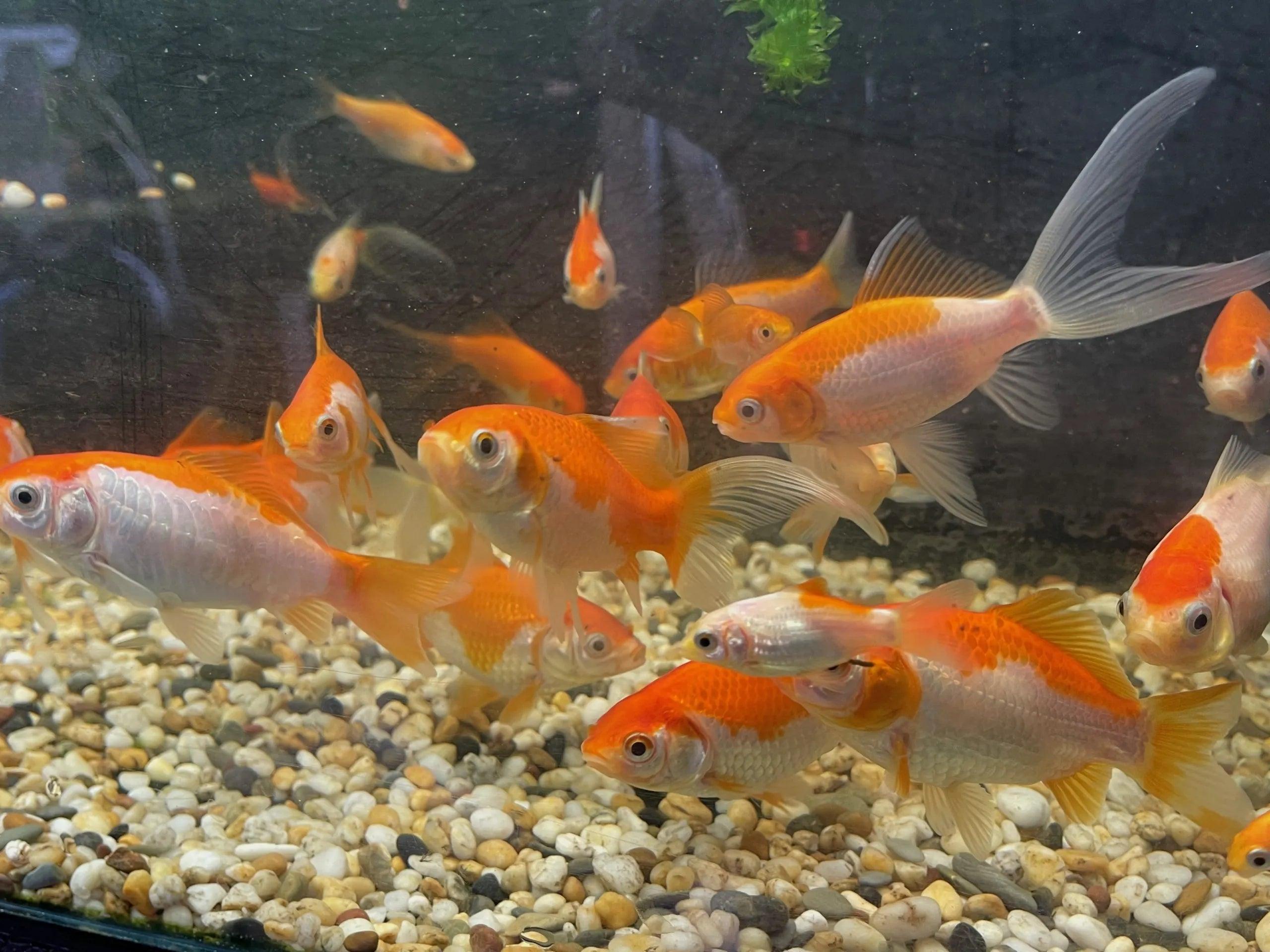 Comet Goldfish 5cm - Vibrant Orange Pet Fish for Aquariums & Ponds | Perfect for Home Decor, Kids Education & Relaxation