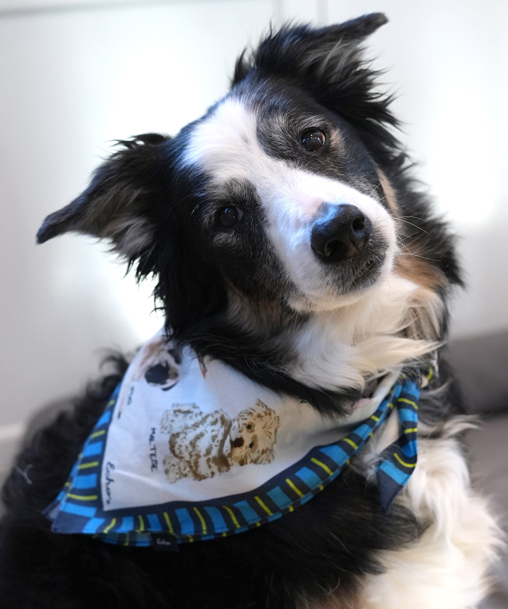 Dog Days Cotton Bandana for Pets - Soft & Breathable Dog Bandana for Small & Large Dogs - Perfect for Everyday Wear, Grooming, and Special Occasions