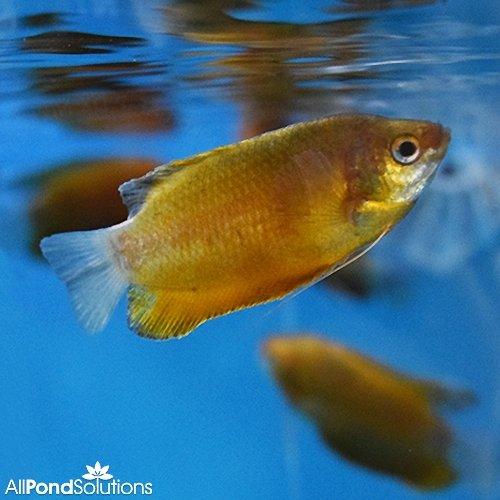 Thick Lipped Gourami (Trichogaster labiosa) - Premium Freshwater Aquarium Fish for Community Tanks & Planted Aquariums