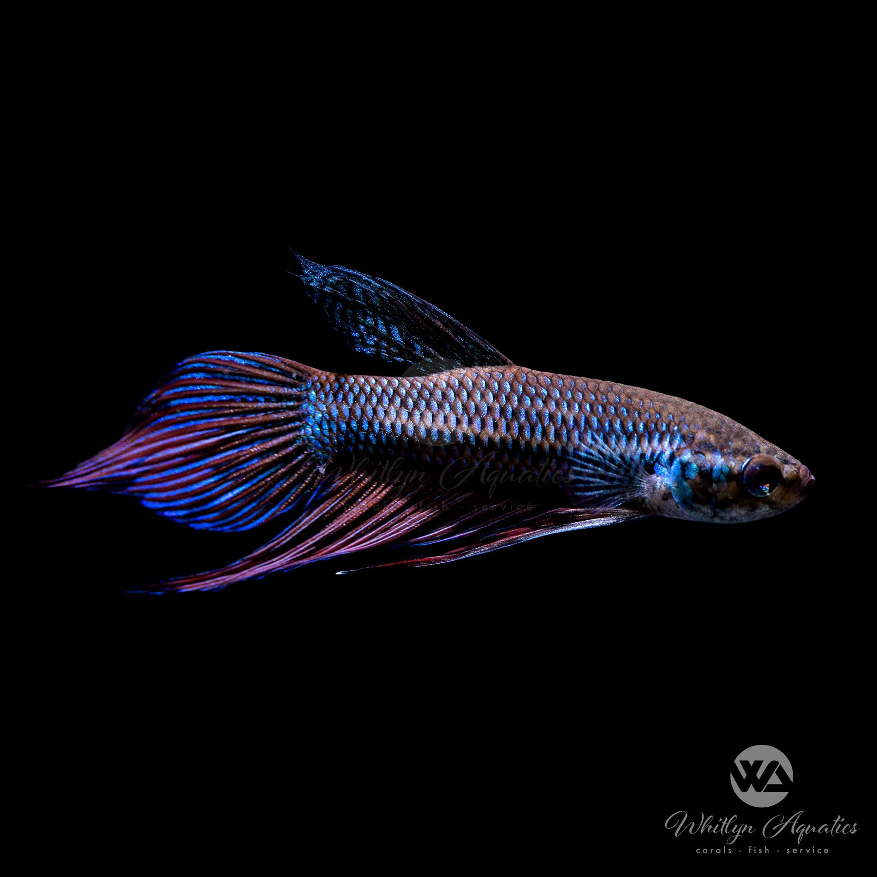 Premium Betta Smaragdina Male - Stunning Emerald Green Siamese Fighting Fish for Aquarium & Fish Tank Decor | Perfect for Home, Office & Breeding