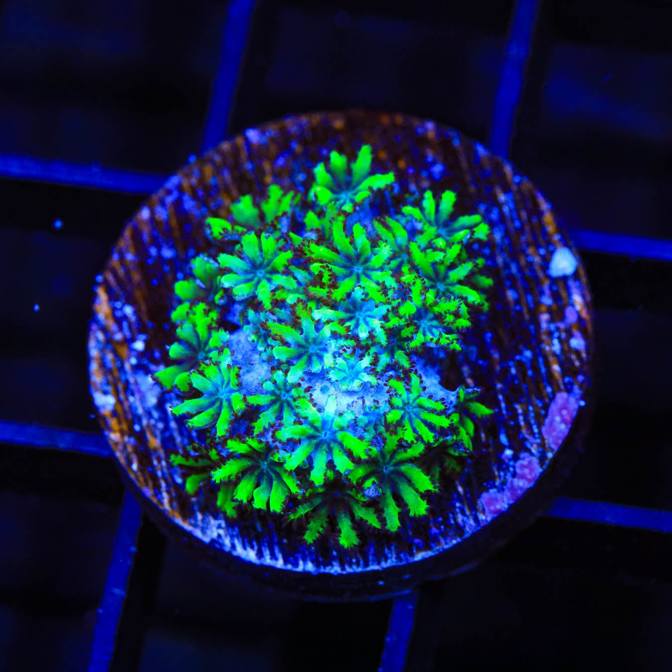 Premium Blue Green Sympodium Coral for Saltwater Aquariums – Vibrant Live Coral for Reef Tanks & Marine Displays