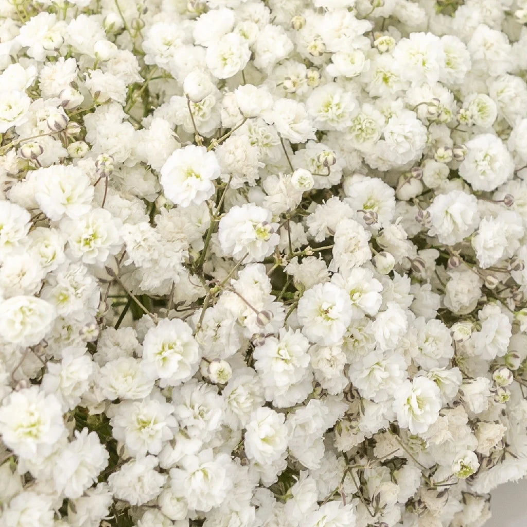 Baby's Breath Wedding Bouquet - Fresh Gypsophila Flowers for Bridal Bouquets, Centerpieces & Wedding Decorations - Perfect for Bridal Showers, Ceremonies & Romantic Events