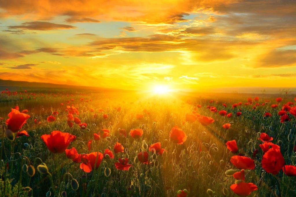 Vibrant Sunrise Poppy Field Landscape Photo - Tropical Beach Sunset & Palm Tree Ocean Scenic Nature Photography Print on Thick Paper 12x8 - Perfect for Home Decor, Office Wall Art & Gift Ideas