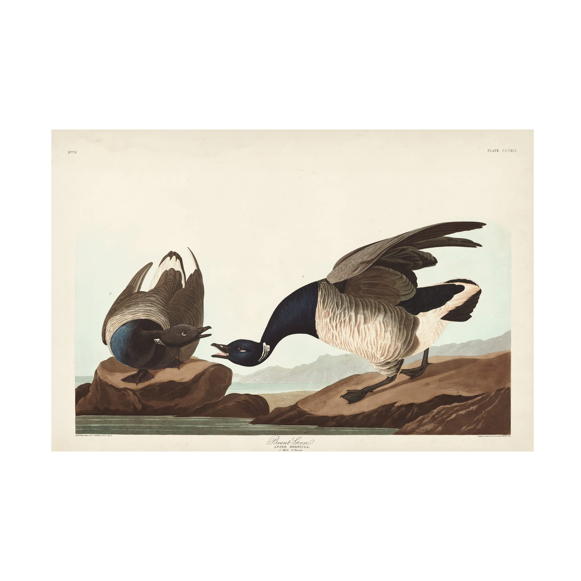 John James Audubon Brant Goose Canvas Art Print - 16x24 Inch Wildlife Bird Painting - Perfect for Living Room, Bedroom & Office Wall Decor