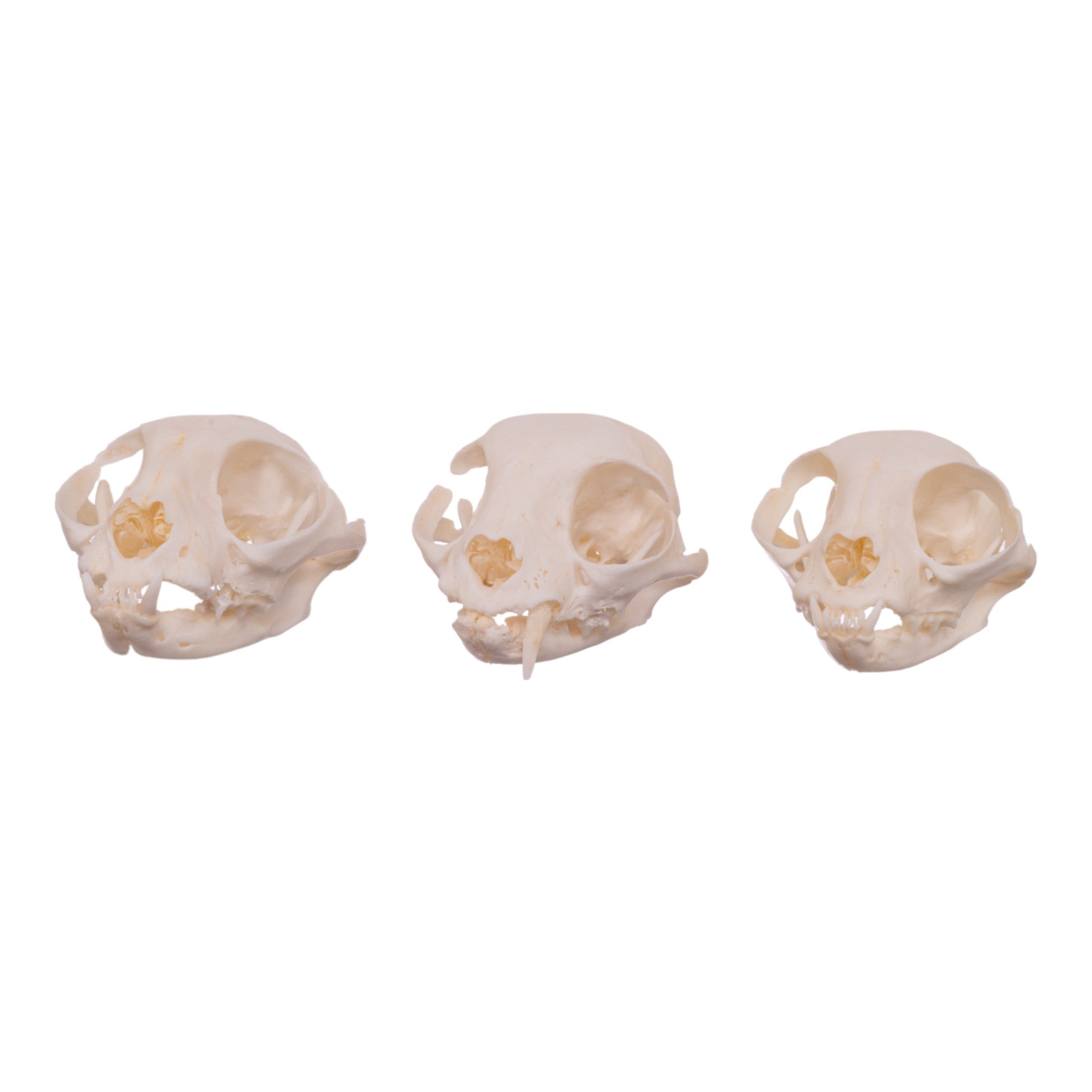 Authentic Domestic Cat Skull Specimen - Missing Teeth (Single Piece) - Perfect for Veterinary Studies, Oddity Collections & Gothic Decor