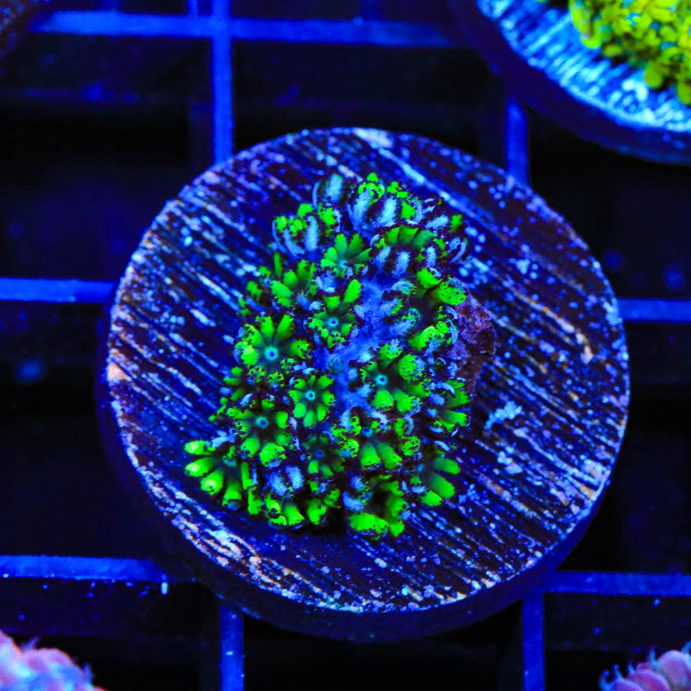Premium Blue Green Sympodium Coral for Saltwater Aquariums – Vibrant Live Coral for Reef Tanks & Marine Displays