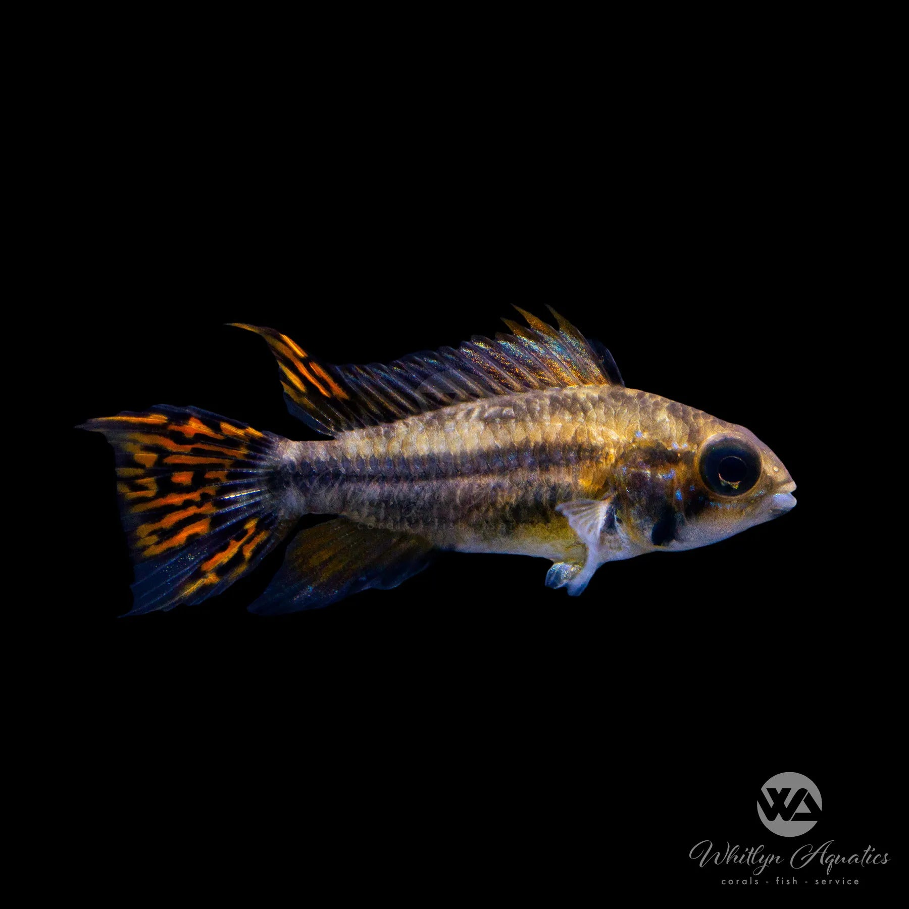 Dwarf Cockatoo Cichlid (Apistogramma cacatuoides) - Colorful Freshwater Aquarium Fish for Community Tanks