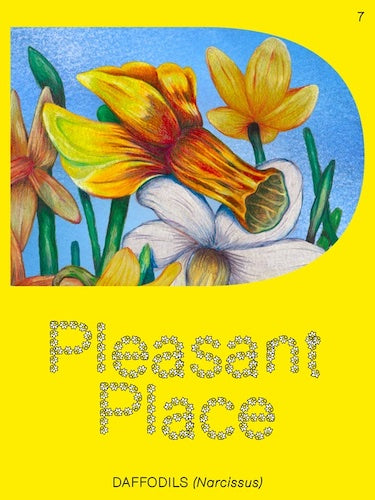Pleasant Place 7: Daffodils (Narcissus) Bulbs for Planting - Spring Blooming Flowers for Garden, Yard & Landscaping - Perfect for Outdoor Decor & Gift Giving