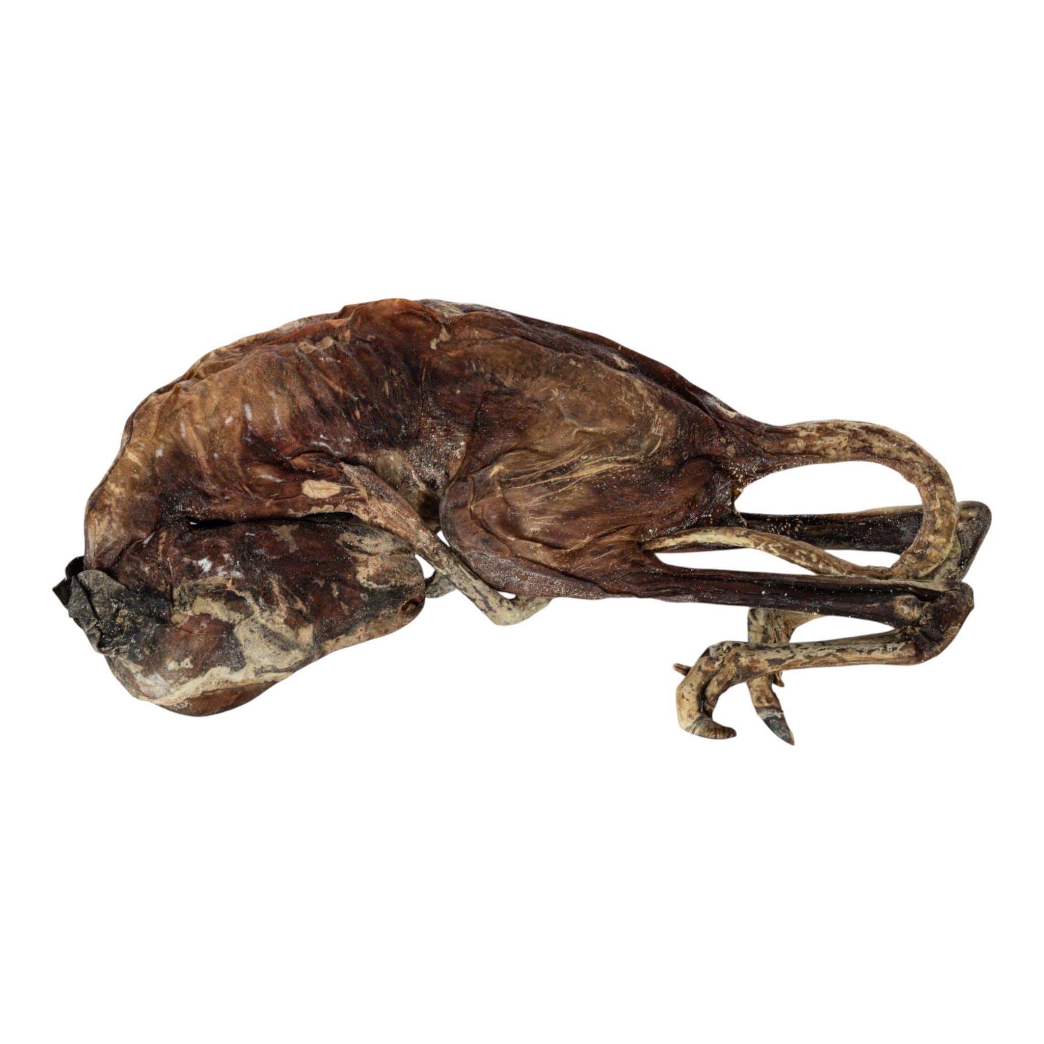 Real Preserved Kangaroo Fetus Specimen - Unique Collectible for Science Education, Taxidermy, and Home Decor
