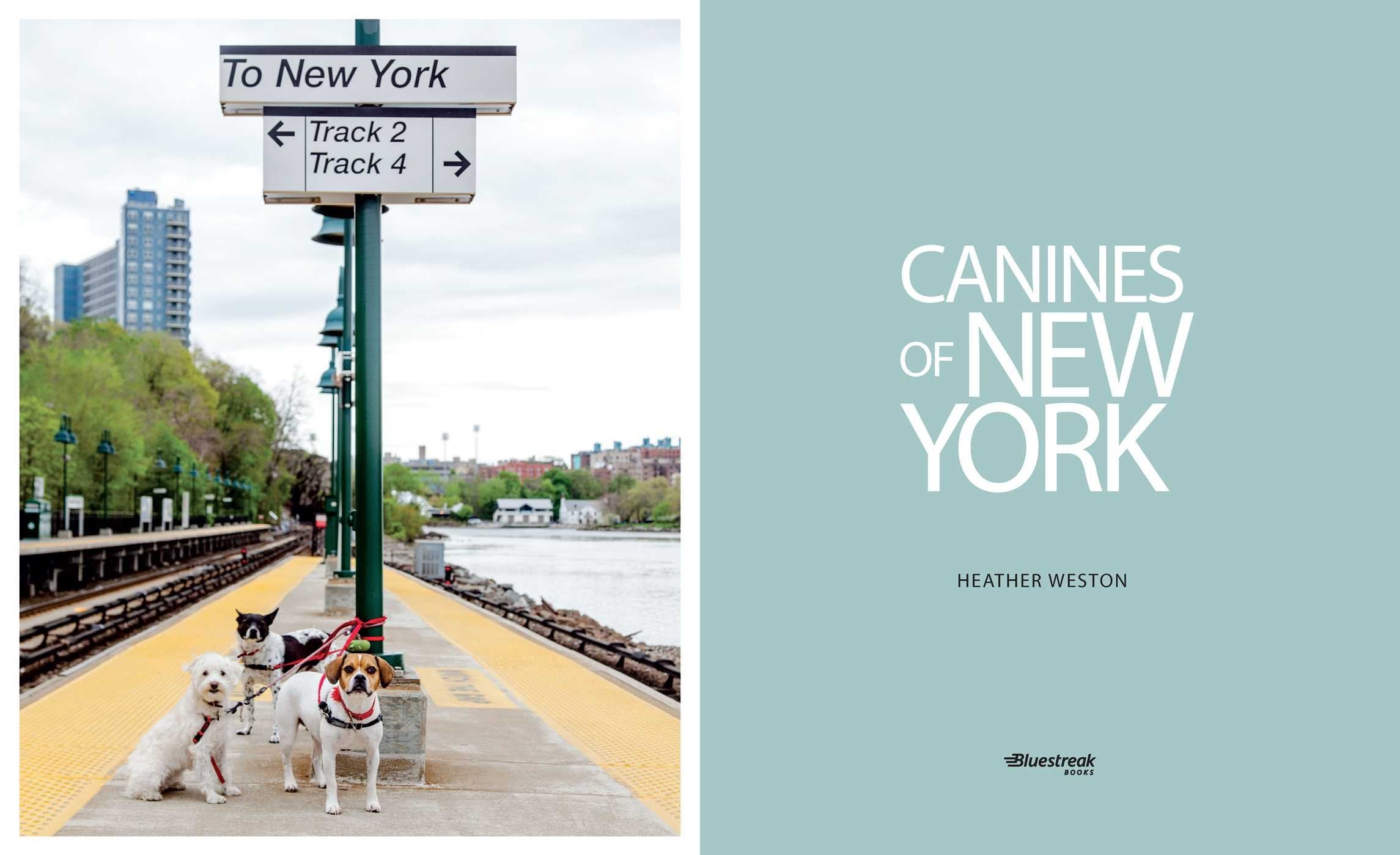 Canines of New York - Premium Dog Accessories & Apparel for Urban Pet Lovers | Perfect for City Walks, Dog Parks & Stylish Pet Owners