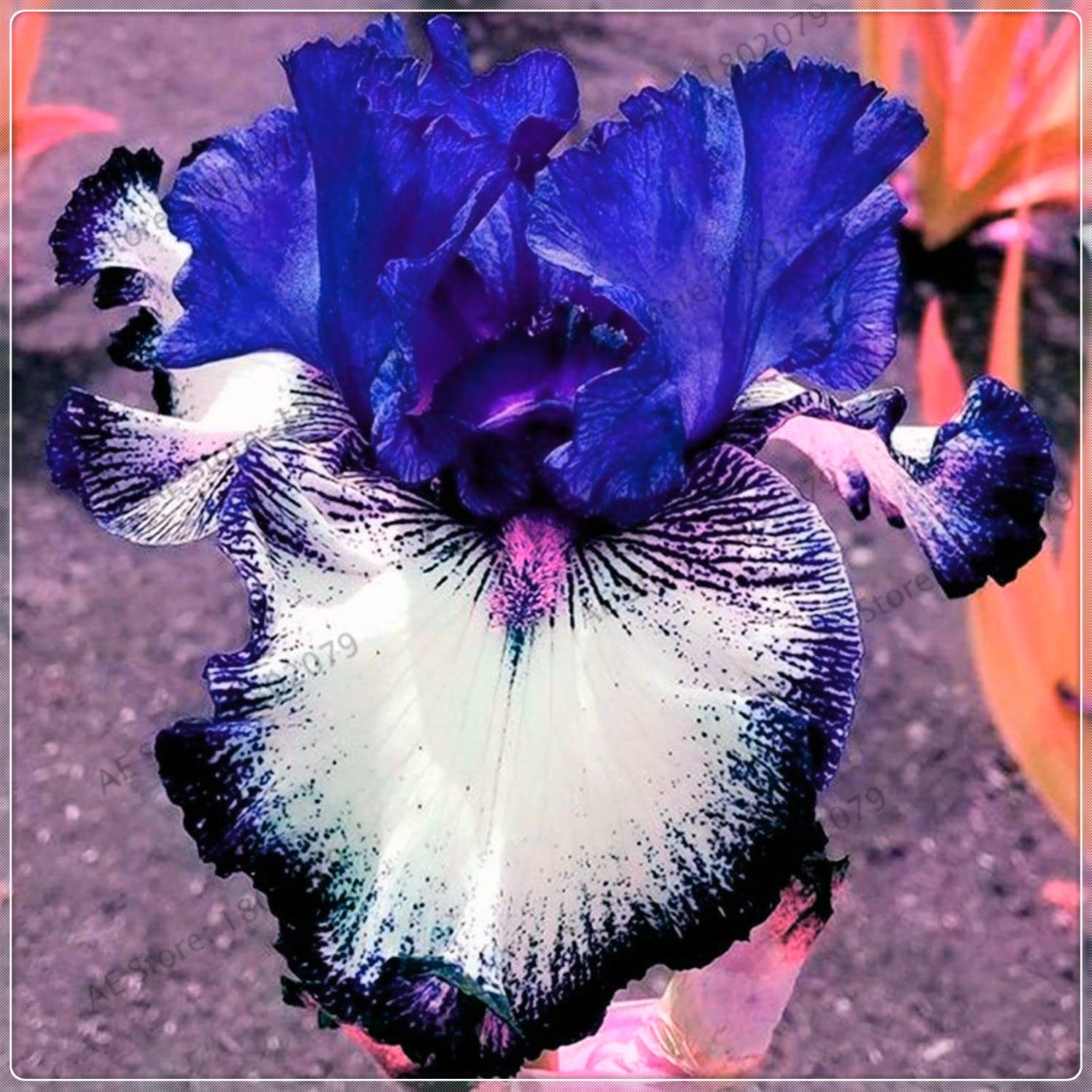 20PCS Fugalaucm Bearded Iris Tubers - Bulk Perennial Flower Plants for Garden & Pots, Easy to Grow Indoor/Outdoor, Perfect for Landscaping, Borders & Container Gardening