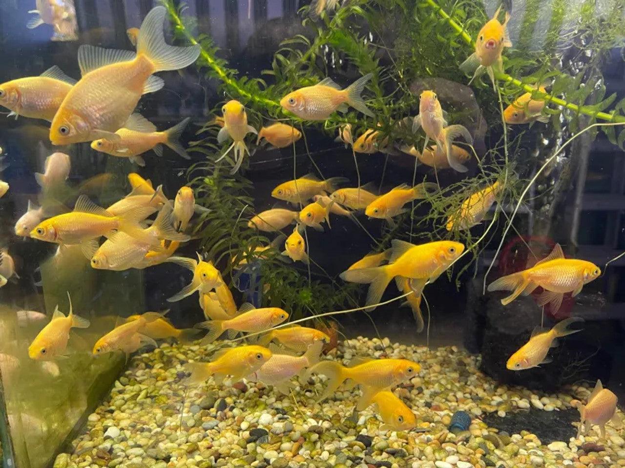 Yellow Comet Fish - Vibrant Goldfish for Aquariums & Ponds | Perfect for Home Decor, Water Gardens & Relaxation