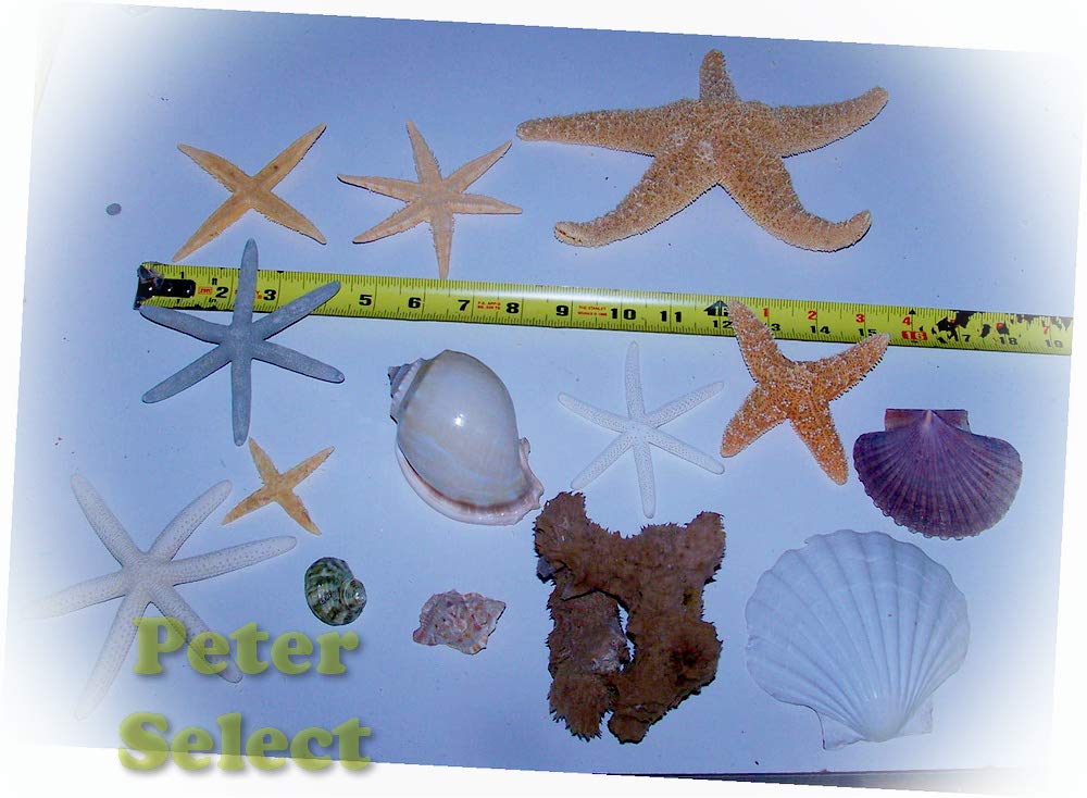 Mixed Rare Starfish & Dried Sea Shells - Natural Beach Decor Collection #28-L | Perfect for Wedding Centerpieces, Home Decoration, DIY Crafts & Coastal Themed Parties