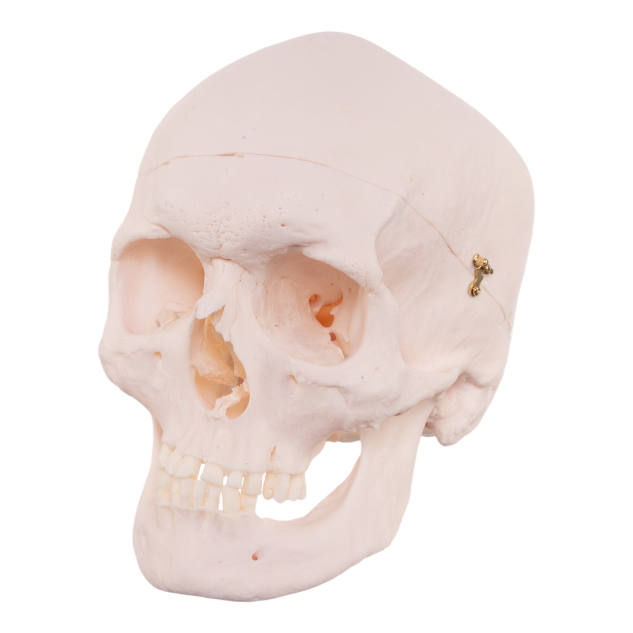 Authentic Human Skull Model for Medical Research & Education - Perfect for Anatomy Studies, Classroom Demonstrations & Halloween Decor