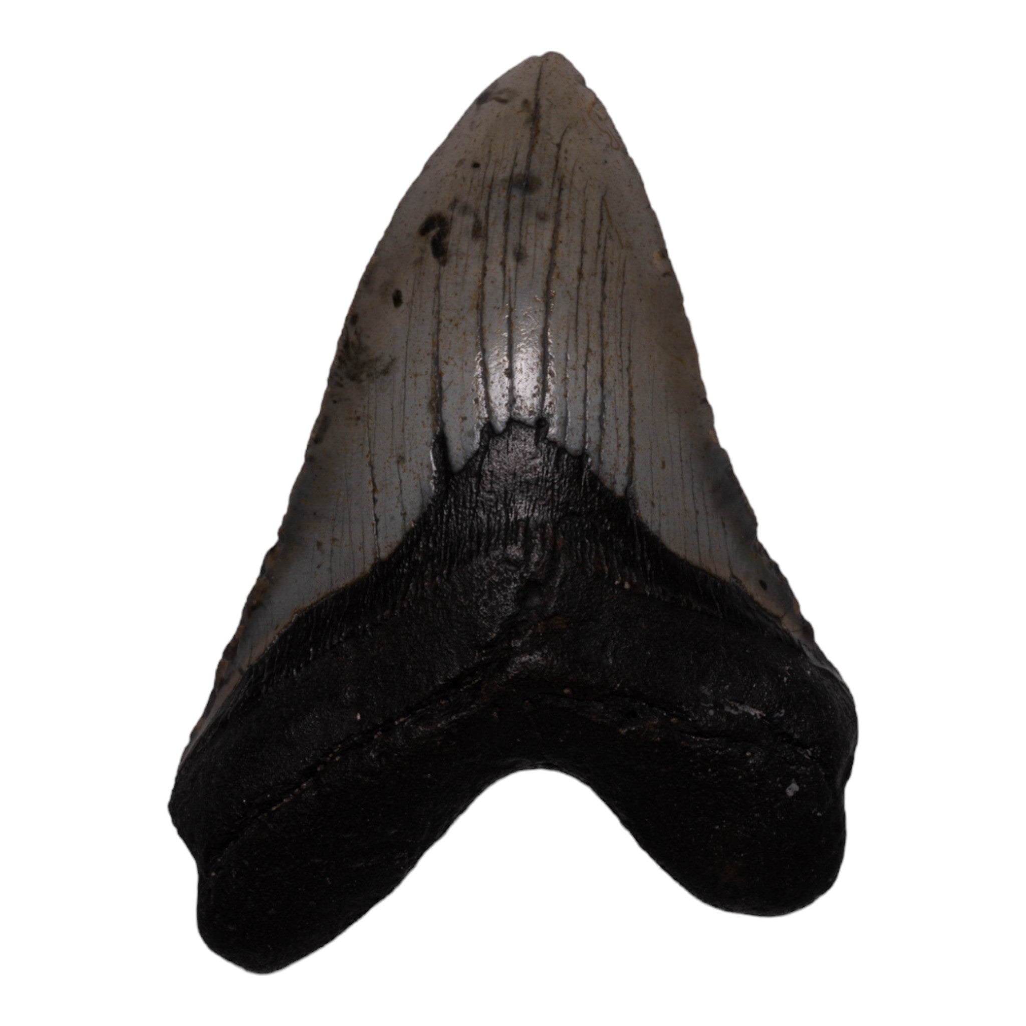 Authentic Megalodon Tooth Fossil - Large Prehistoric Shark Tooth for Collectors, Jewelry Making & Home Decor - Perfect for Display, Gifts & Paleontology Enthusiasts