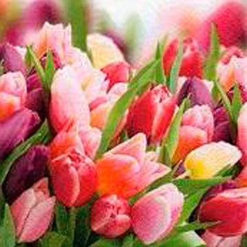 Pink & Violet Tulips Floral Paper Lunch Napkins - 20 Pack Disposable Decorative Napkins for Party, Wedding, Bridal Shower & Spring Table Decorations