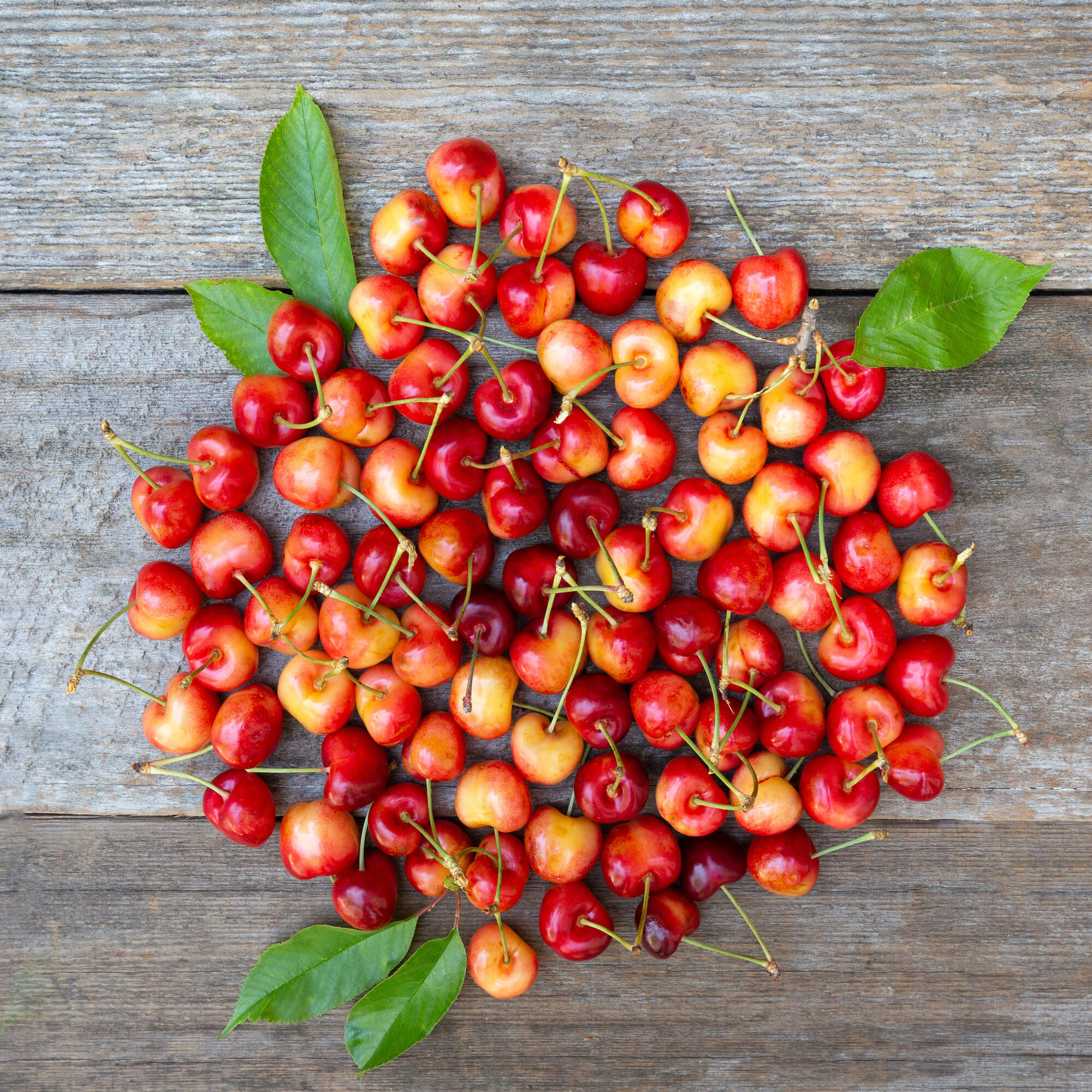 Fresh Organic Rainier Cherries - Sweet & Juicy Washington-Grown Fruit for Snacking, Baking & Healthy Desserts