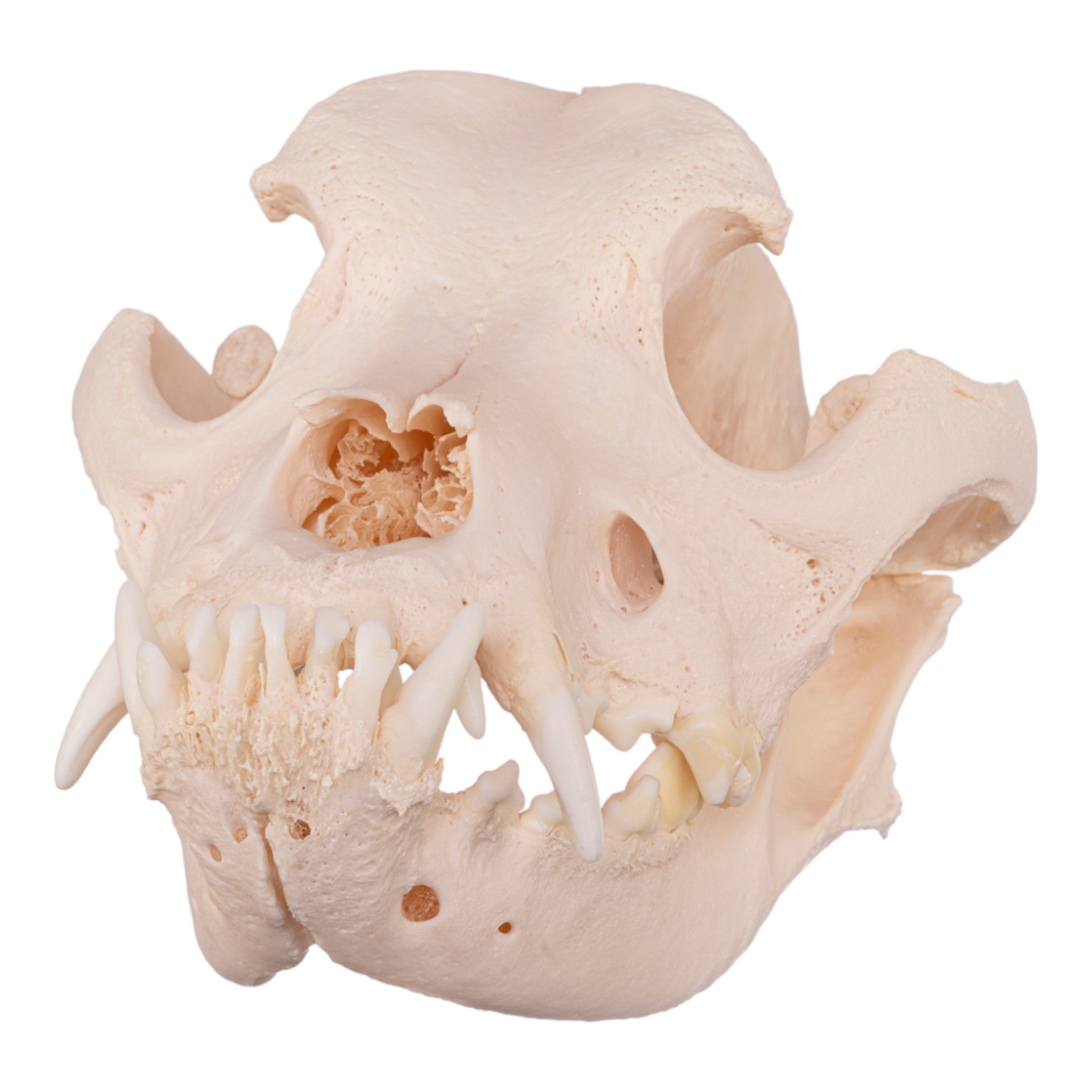 Authentic Real Domestic Dog Skull - Mastiff Breed - Perfect for Veterinary Studies, Halloween Decor & Taxidermy Collections