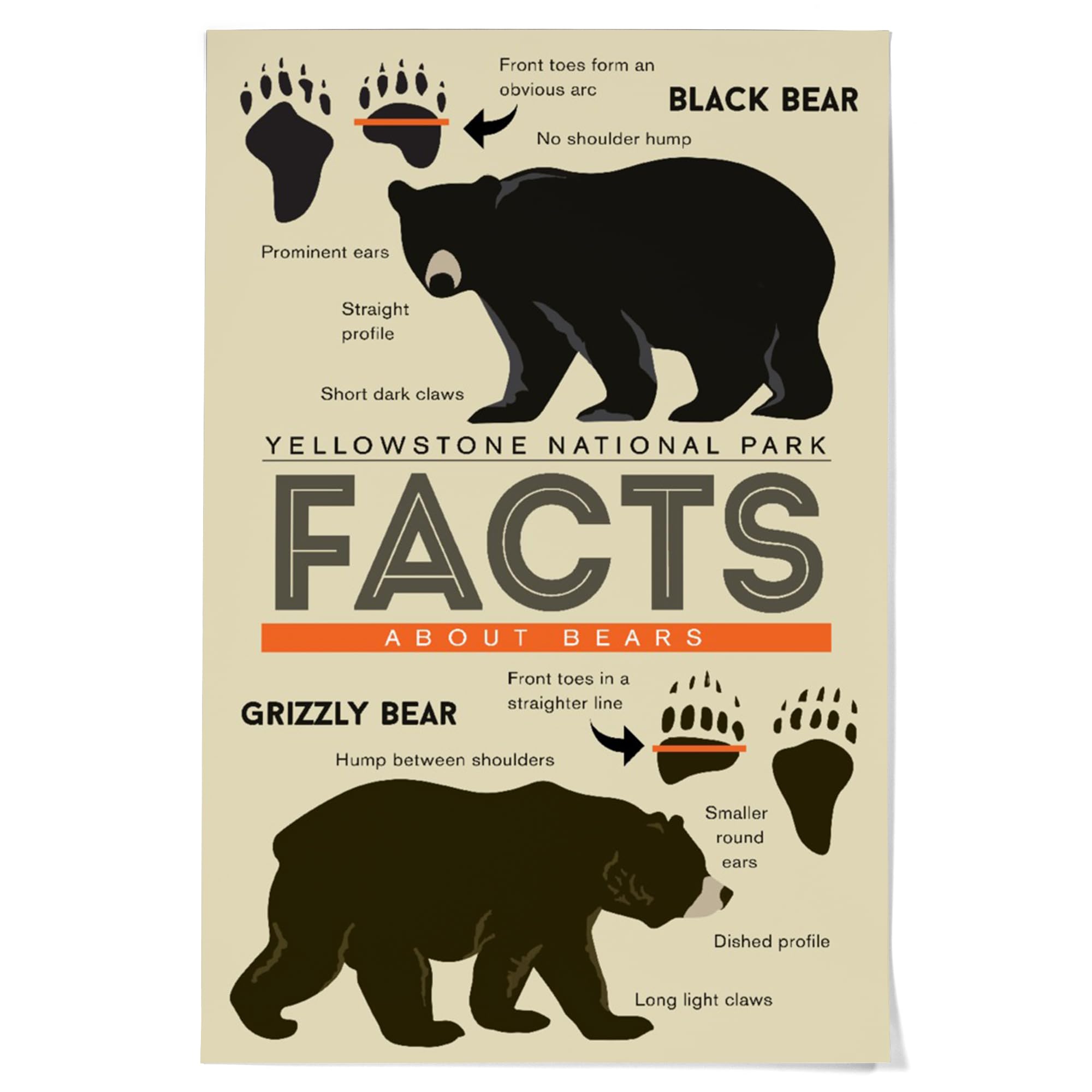 Lantern Press 36x54 Inch Yellowstone National Park Giclee Art Print - Wyoming Landscape Wall Decor with Grizzly & Black Bear Facts - Perfect for Living Room, Bedroom or Office Decor