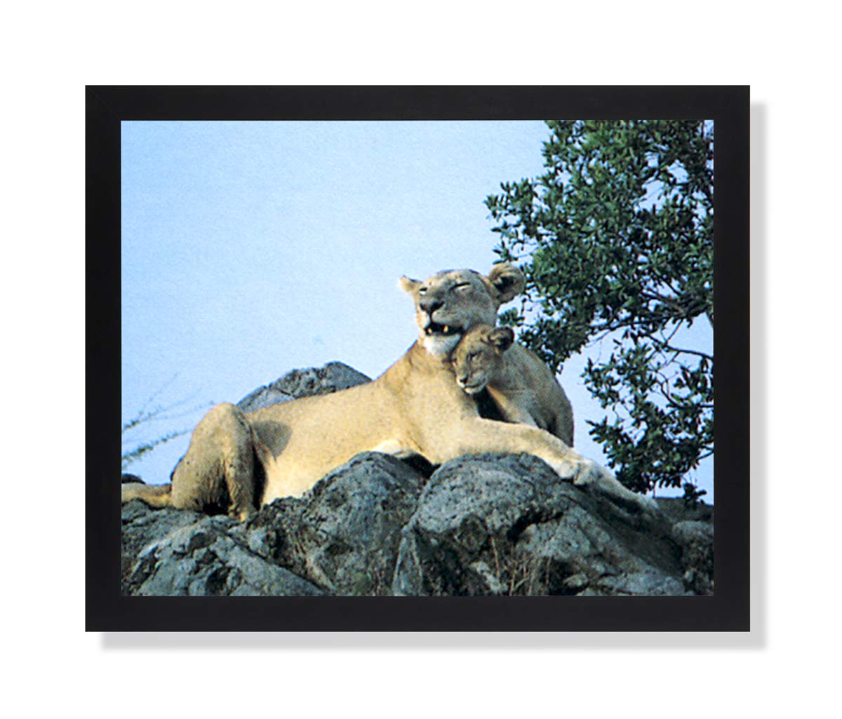 African Lion and Cub on Rock - Wildlife Animal Art Print in Black Frame - Perfect for Home Decor, Office Wall Art & Nature Lover Gifts
