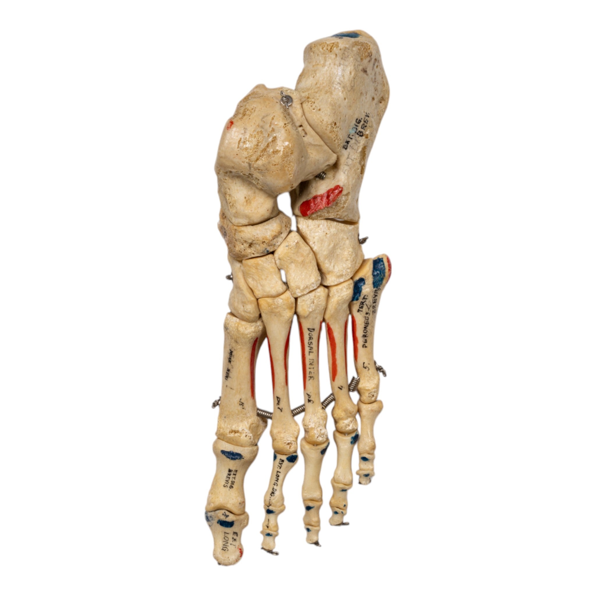 Realistic Articulated Left Foot Model - Painted Anatomical Study Aid for Medical Students & Artists | Perfect for Anatomy Class, Art Reference & Halloween Decor